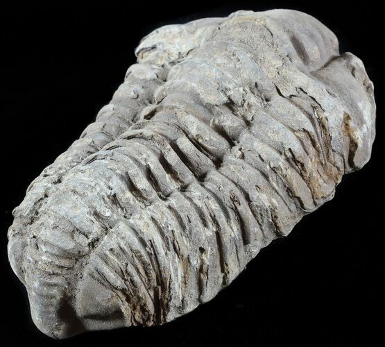 Calymene Trilobite From Morocco #49664